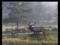 Elk and Deer